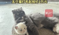 福建一公司负债倒闭，5只“猫咪员工”将被法拍还债，打包起拍价1万元，知情人回应