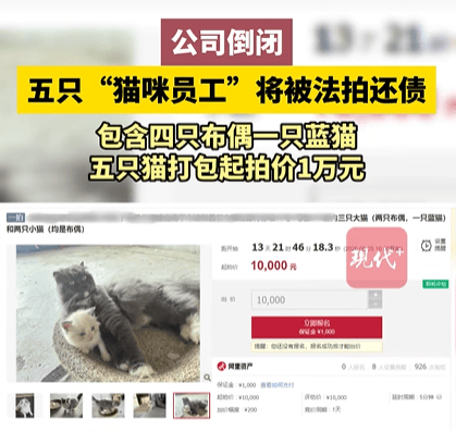 福建一公司负债倒闭，5只“猫咪员工”将被法拍还债，打包起拍价1万元，知情人回应